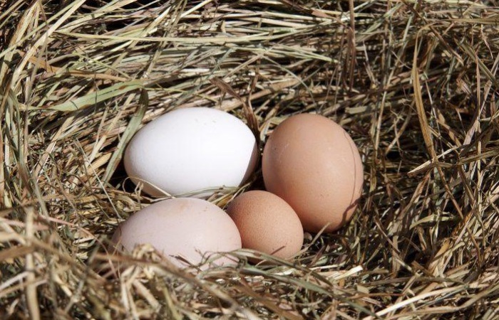 Сырые куриные яйца часть использовали в качестве орудия пытки. | Фото: ferma-biz.ru.