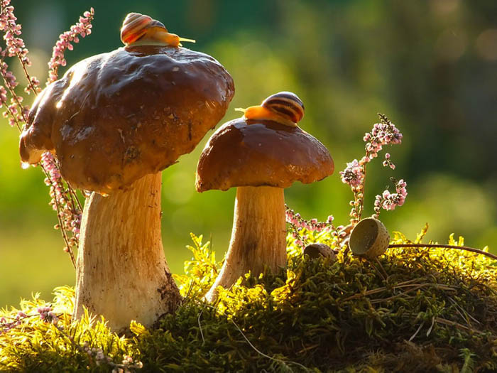 Удивительные фото грибов от Вячеслава Мищенко.