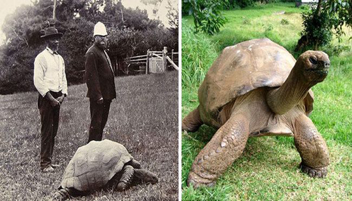 Самая старая черепаха в мире - 1902 и 2014 год.