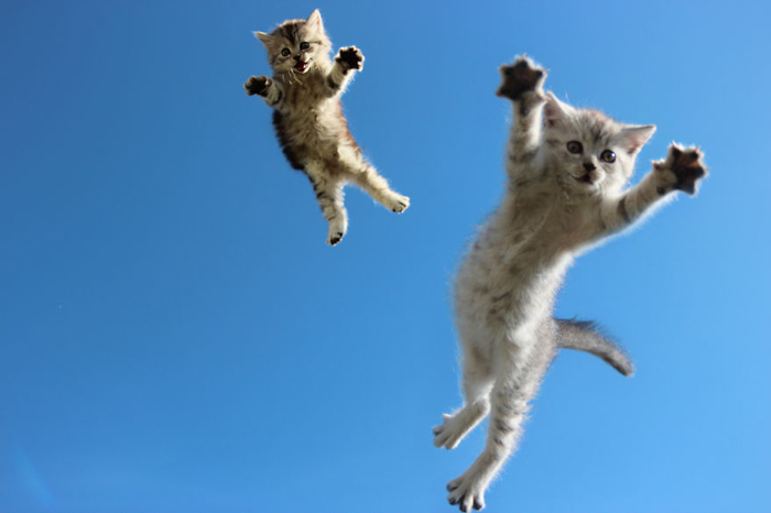 Кошки, пойманные в прыжке.