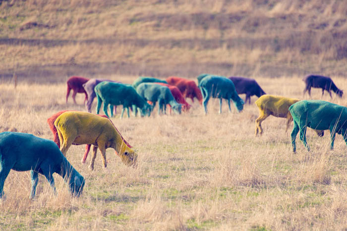Разноцветные овцы.