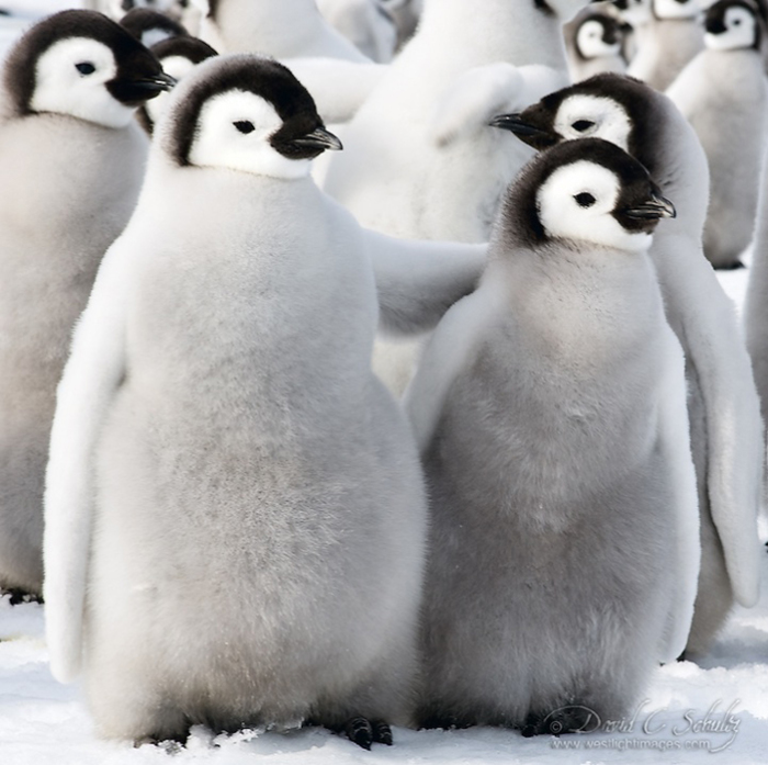 Пингвины в окружении снегов. Фото: David C. Schultz.