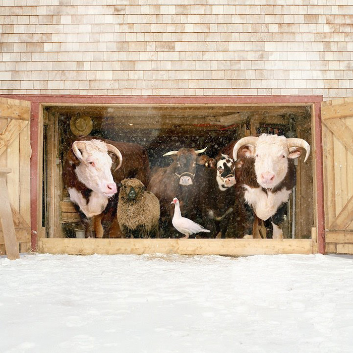 Фермерская семья. Зима.  Автор фото: Rob MacInnis.