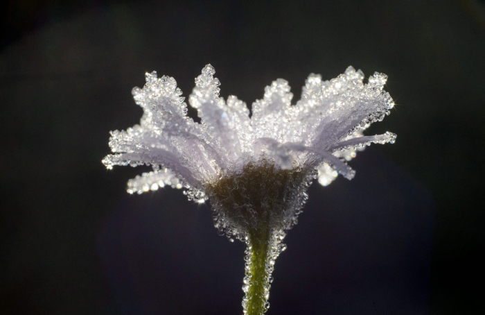 Замерзший цветок в холодную пятницу. Утро 2 октября 2015г. Венгрия.