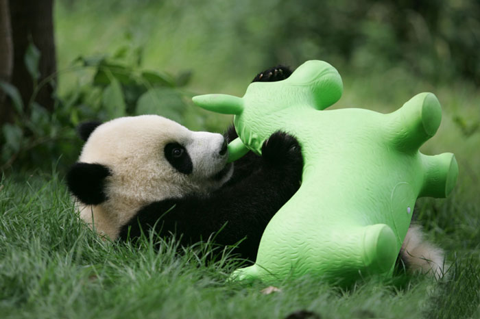 Детеныш панды с игрушкой.