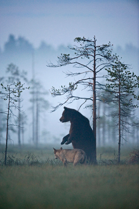 Необычная пара друзей в финских лесах. Автор фото: Lassi Rautiainen.