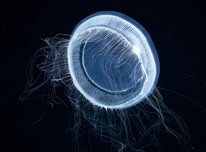 Призрачная медуза.