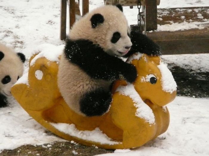 Детеныш панды развлекается.