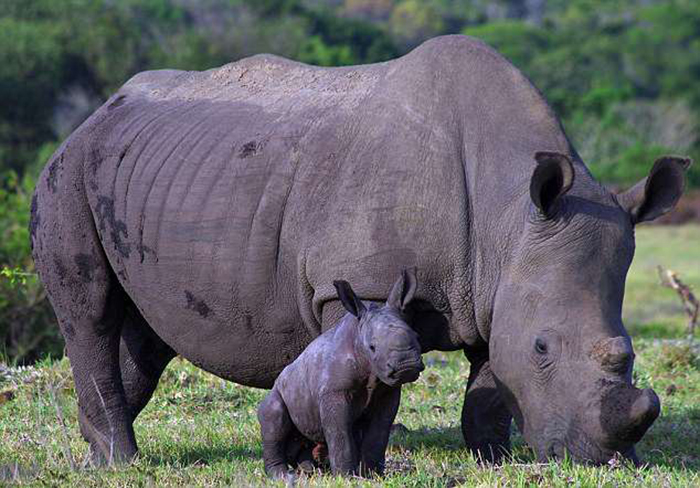 Белла и Танк - семья носорогов в одном из парков ЮАР.