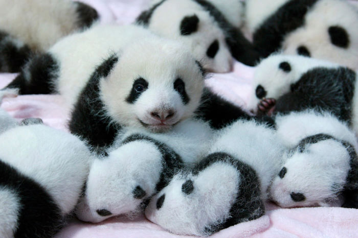 Малыши панды.