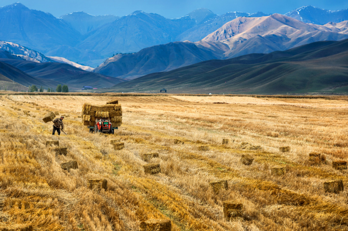 Фермер собирает сено в Китае. 3 октября 2015г.