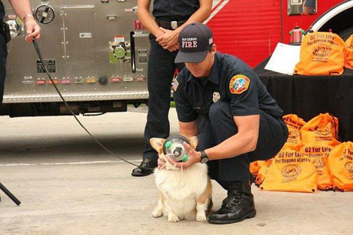 Пожарная бригада Нового Орлеана теперь может оказать первую помощь не только людям, но и животным.