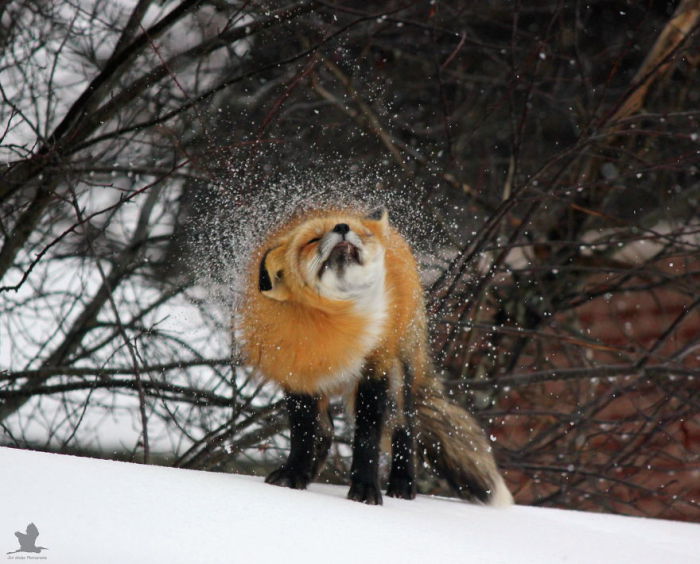 Красивые пушистые лисицы не смущаются от такого близкого соседства с человеком.