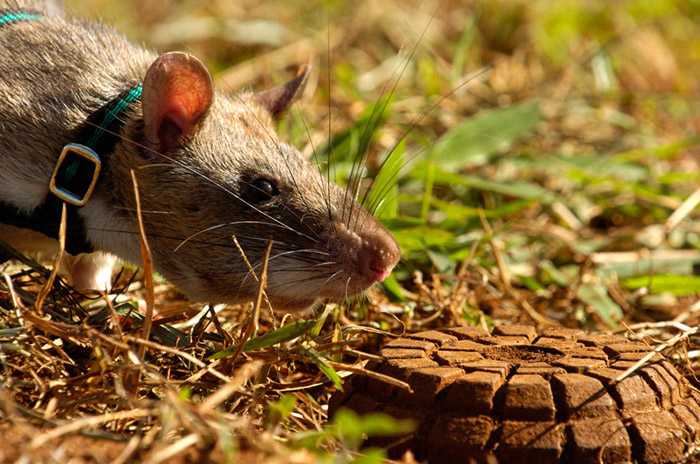Бельгийская программа позволяет обучить гамбийских крыс обнаруживать мины.