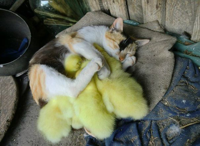 Кошка с цыплятами.