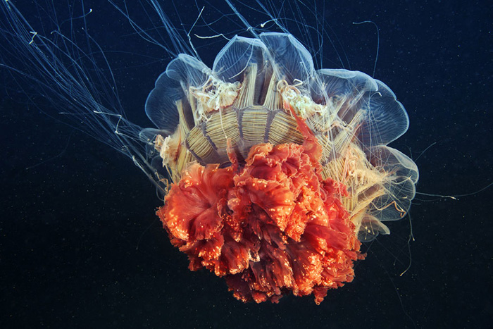 Медуза Белого моря.