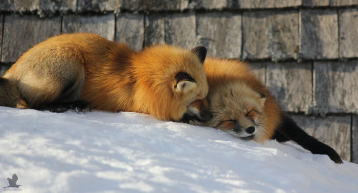 Зимние лисы из Канады.