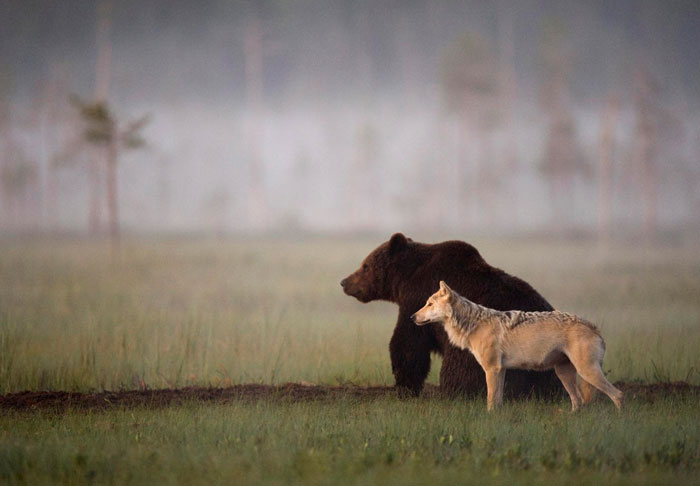 Редкая дружба в дикой природе. Автор фото: Lassi Rautiainen.