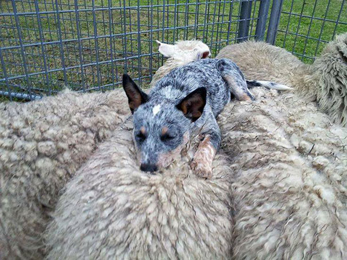 Пес с овечками.