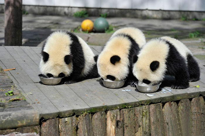 Детеныши гигантской панды.