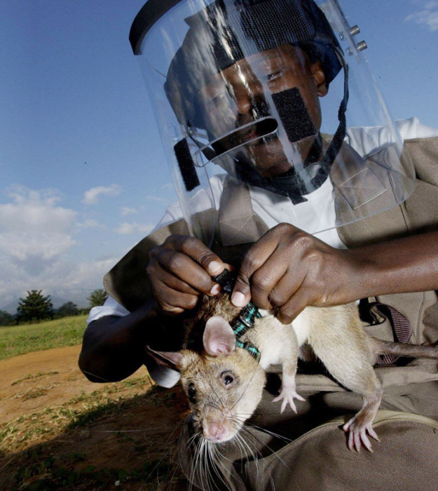 Гамбийские сумчатые крысы на службе.
