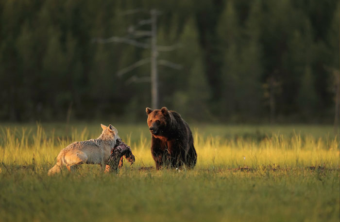 Никогда раньше в европейской природе не наблюдали, чтобы медведь и волк жили рядом. Автор фото: Lassi Rautiainen.