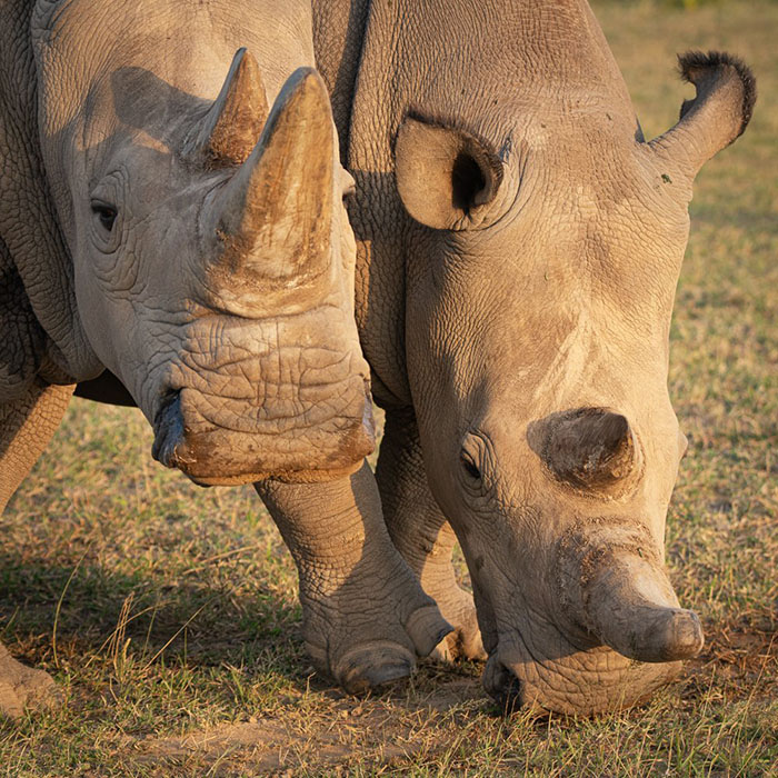 Северные белые носороги почти полностью вымерли из-за браконьерства.