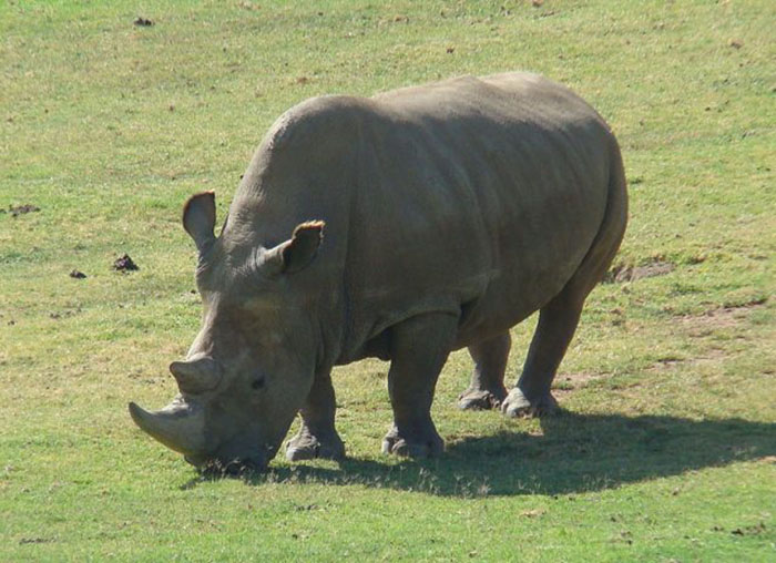 Северный белый носорог.