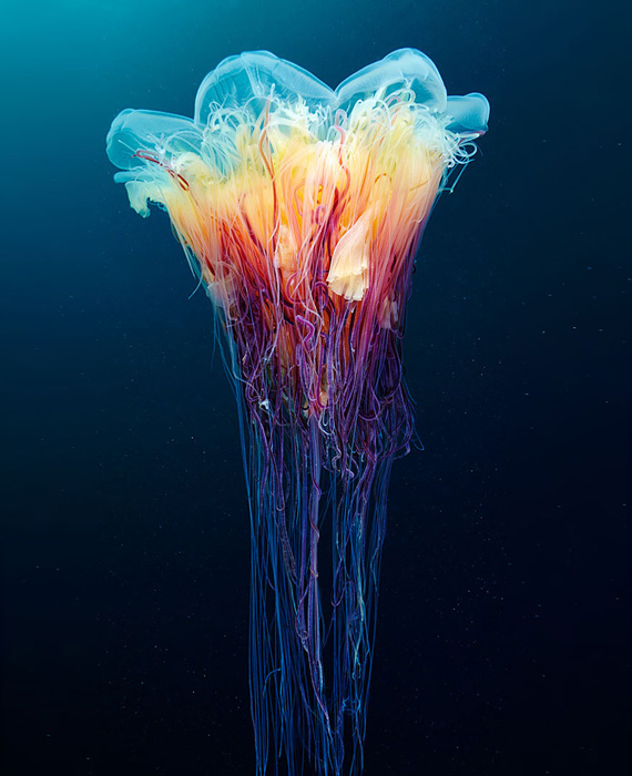 Подводный цветок.
