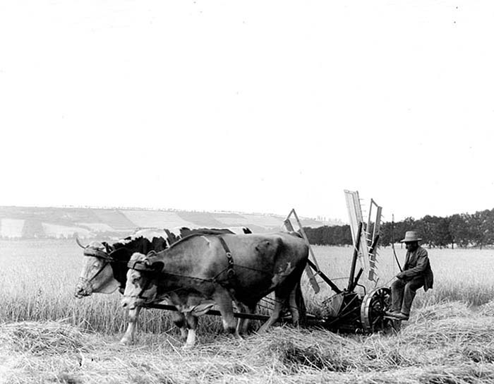 Немецкий фермер косит сено с помощью упряжки волов. 