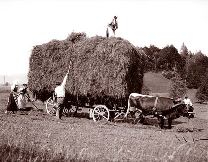 Австрийские фермеры везут стог сена на повозке, запряженной волами.
