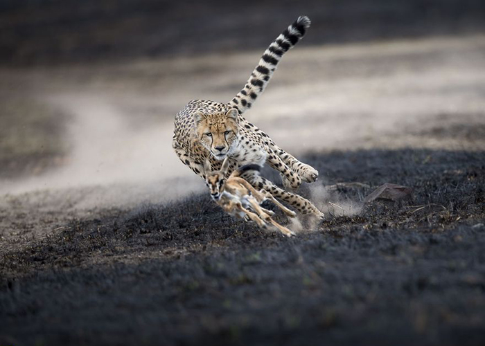 «An Astonishing Chase». Фото: Thomas Vijayan.