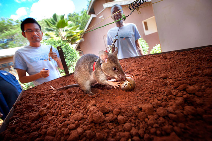 Крысы не взрываются на минах, так как максимальный вес зверька составляет всего полтора килограмма.