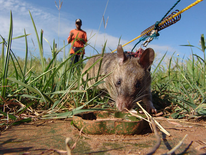 В Мозамбике всего 30 крыс обнаружили более 1500 мин.