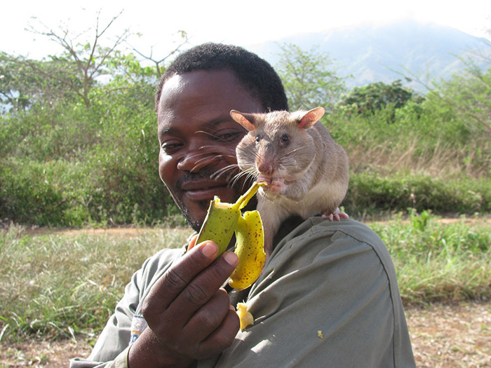 У африканских крыс хороший нюх, позволяющий им обнаружить взрывчатку.
