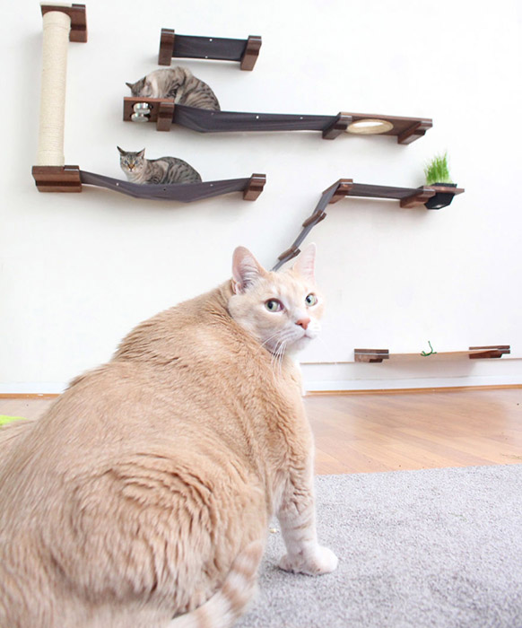 Пока Бронсон не может играть с другими котами - он просто не помещается на их лежаки и не может к ним даже приблизиться. Instagram iambronsoncat.