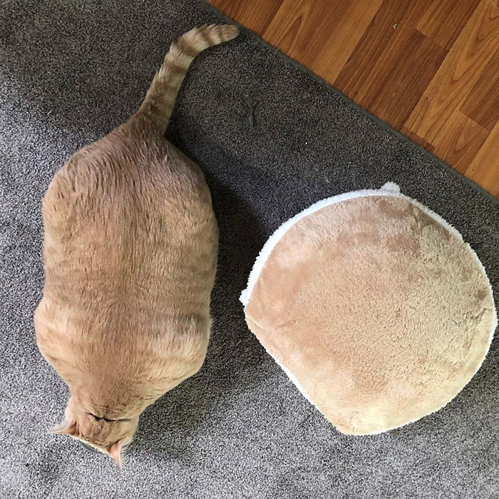 Кот и подушка. Instagram iambronsoncat.