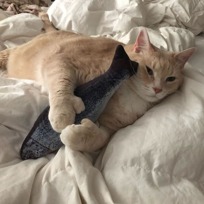 Бронсон любит подушечки с кошачьей мятой. Instagram iambronsoncat.