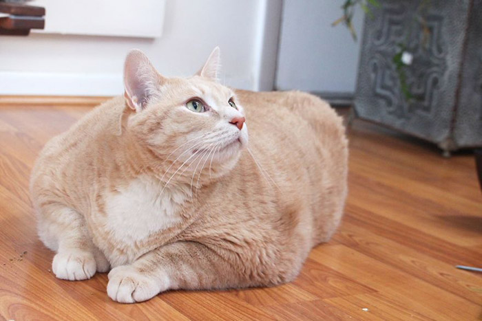 Идеальным для кота является похудение в месяц на полкило. Instagram iambronsoncat.