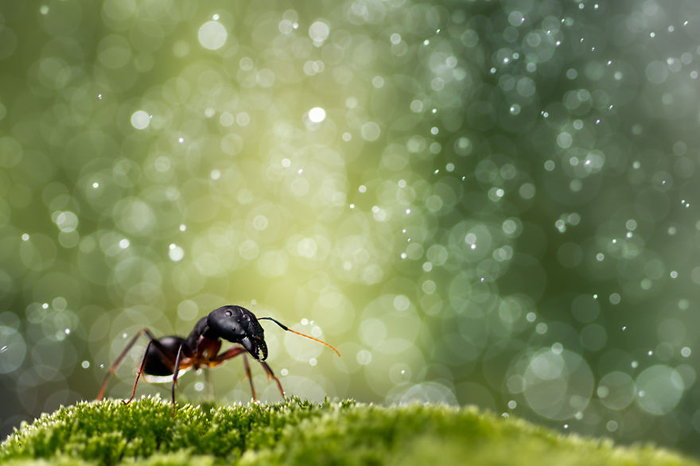 Путешествия муравья.