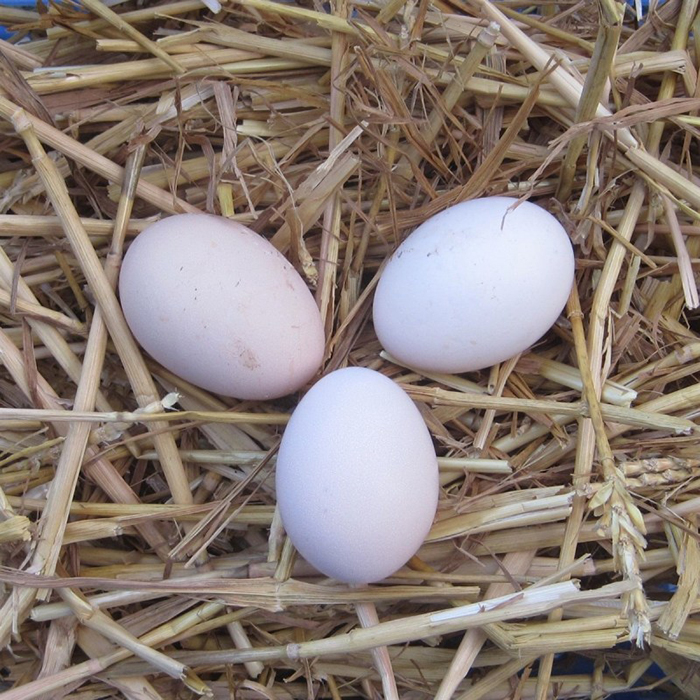 Яйца аям чемани имеют розовый оттенок.