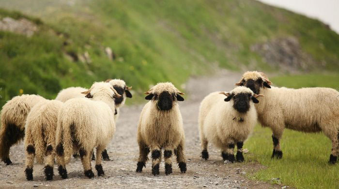Черноносые овечки из Швейцарии.