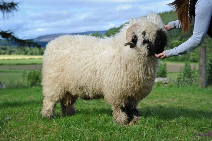 Черноносых овец нередко в последнее время разводят как декоративное животное.