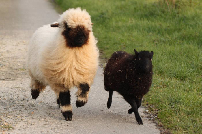 Черноносая и обычная овечки.