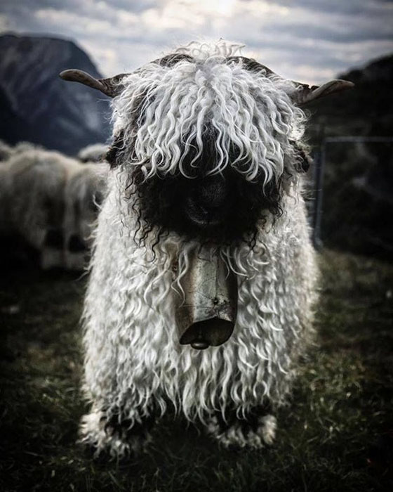 Необычные овцы из Швейцарии.