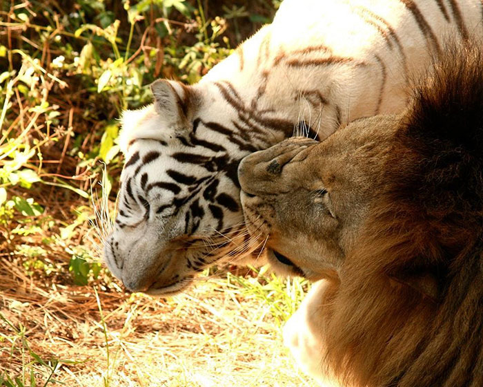 Льва и тигрицу держали в плохих условиях, чтобы получить от них детенышей-лигров.