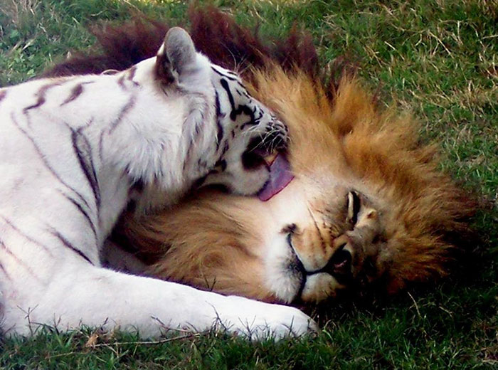 Лев и тигрица - самая яркая пара заповедника.