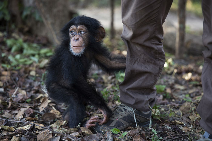 10-месячная малышка Соумба осталась впервые одна без других обезьян впервые после прибытия в цетр.  Фото: Dan Kitwood.