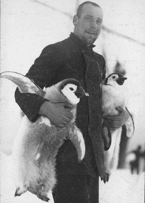 Штурман Хьюберт Хадсон несет птенцов пингвинов.