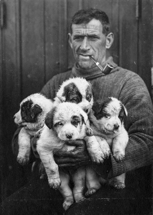 Второй помощник капитана Том Крин со щенками ездовых собак.